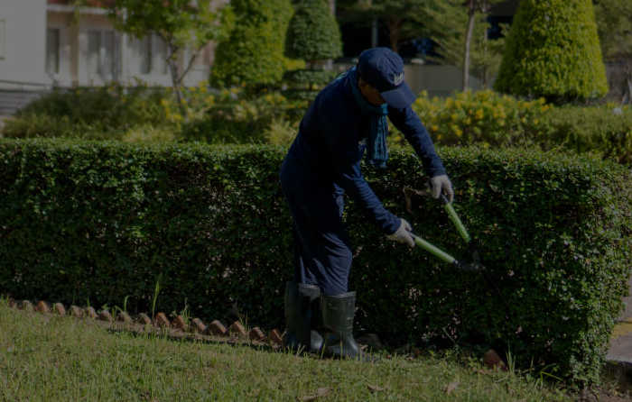 សេវាកម្មថែទាំសួនច្បារ